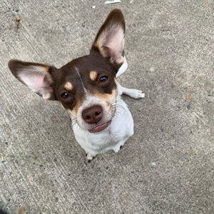 🐕Bundle and save🐕